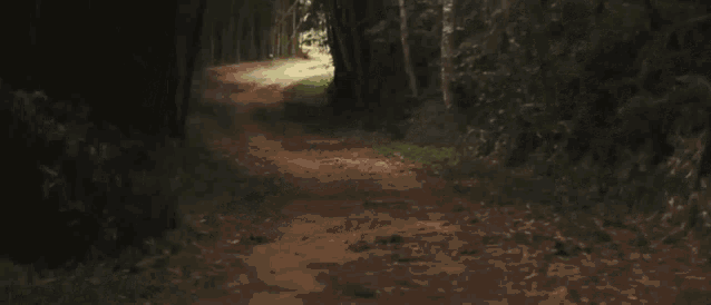 a dirt road in the middle of a forest