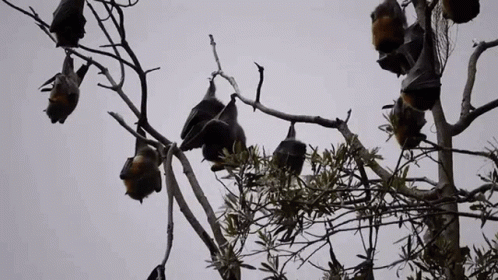 Bats Flying GIF