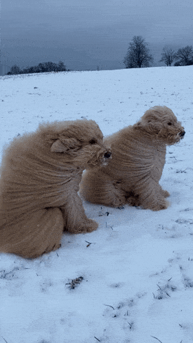 two dogs are sitting in a snowy field and their hair is blowing in the wind