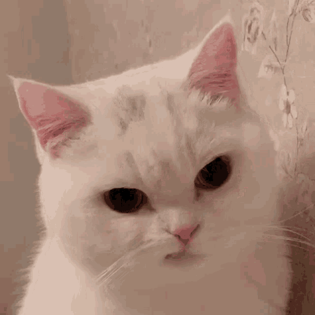 Nyow GIF
