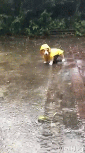 Storm Puppies GIF - Storm Puppies Slipped GIFs