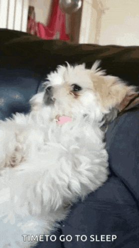 a small white dog is laying on a blue couch with the caption time to go to sleep