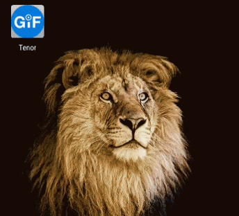 Lion King Of The Jungle GIF - Lion King Of The Jungle Stare GIFs