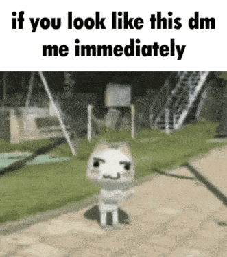 a picture of a cat with the words if you look like this dm me immediately above it
