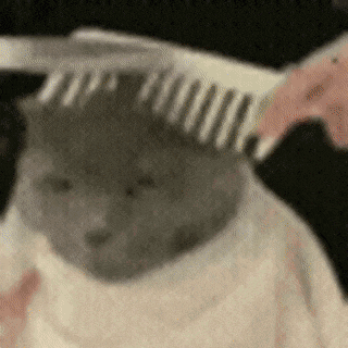 a person is brushing a gray cat 's hair with a comb .