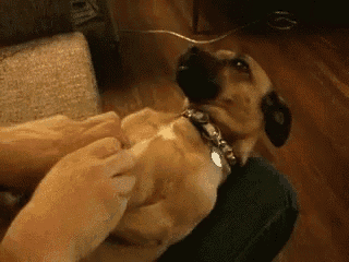 a person is petting a dog with a collar on it