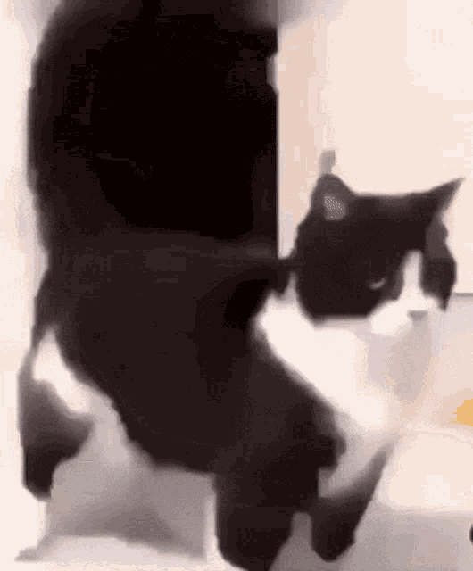 Cat Shake GIF - Cat Shake GIFs