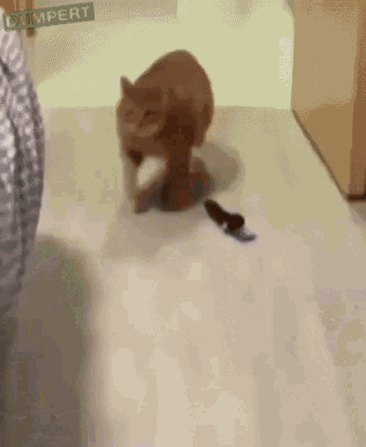 Chonky Cat Chonk GIF - Chonky Cat Chonk Butt Slam GIFs
