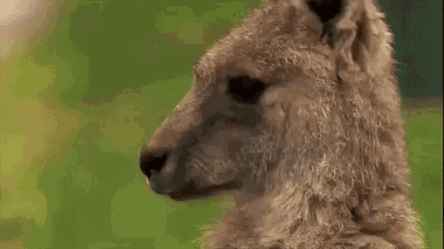 Nope Nope Nope GIF - Nope Nope Nope Kangaroo GIFs