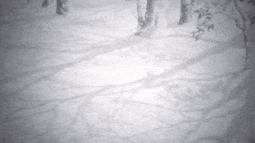 shadows of trees are cast on a snowy ground