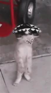 Cat Dancing GIF - Cat Dancing Sombrero GIFs