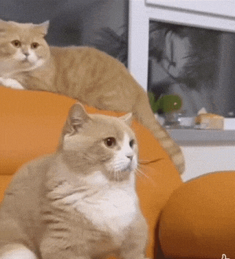 two cats are sitting on an orange couch and one is looking at the camera