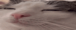 a close up of a white cat 's face with its eyes closed .