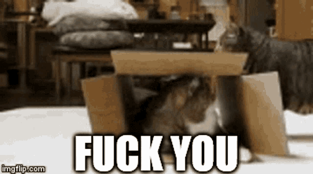 Fuck You Kitty GIF - Fuck You Kitty Cat GIFs