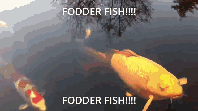 Fodder Fish GIF - Fodder Fish Fodderfish GIFs