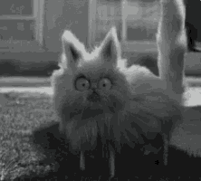 a black and white photo of a white cat with big eyes .