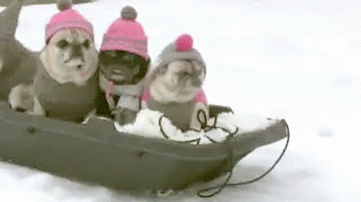 Sledding Snow Day GIF - Sledding Snow Day Pugs GIFs