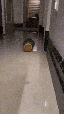 a log is laying on the floor in a hallway next to a door