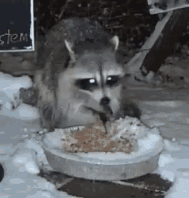 Wildlifecam Twitch GIF - Wildlifecam Twitch Raccoon GIFs