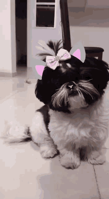 a small black and white dog wearing a pink bow on its head