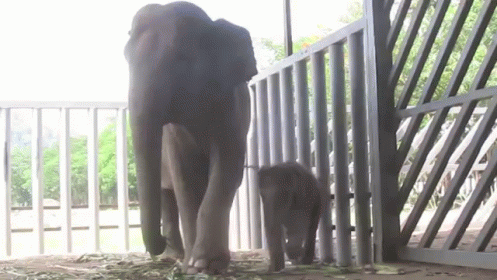 Lil Dumbo GIF - Elephants Babies Curious GIFs