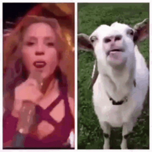 Shakira Goat GIF - Shakira Goat Lick GIFs