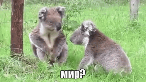 мир коала давай мириться мирись извини не злись GIF - Peace Koala Dont Be Angry GIFs