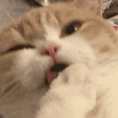 a close up of a cat with its mouth open licking its paw