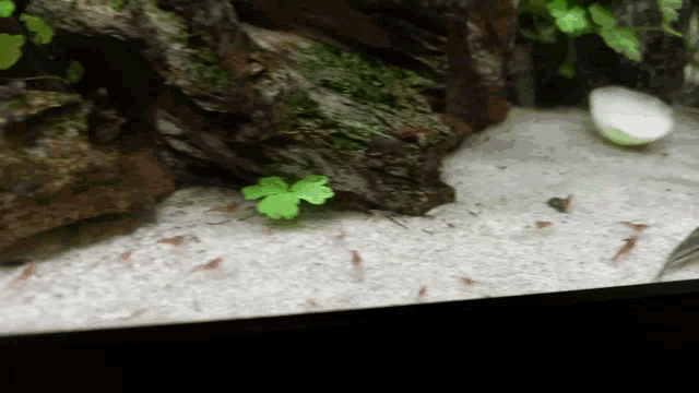 a small plant is growing out of the sand in a tank