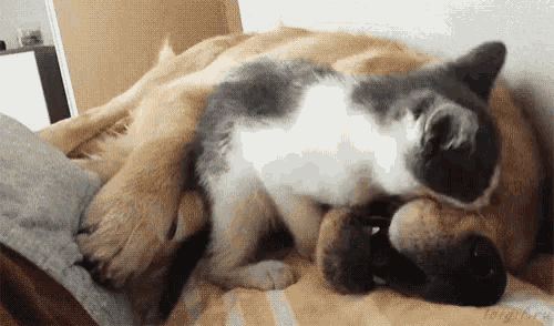Dogs Cats GIF - Dogs Cats Sweet GIFs