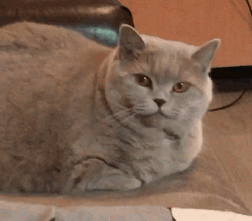 Mlem Cat GIF - Mlem Cat Kotik GIFs