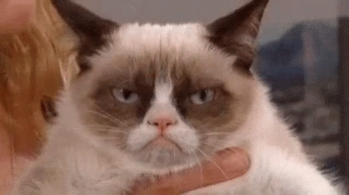 Grumpy Cat GIF - Grumpy Cat Its GIFs