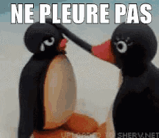 a picture of two penguins with the words ne pleure pas