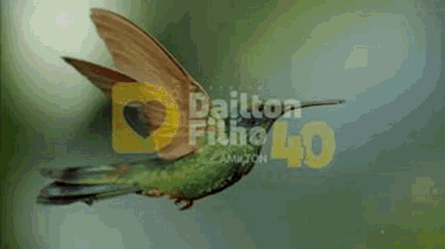 Dailton Dailton40 GIF - Dailton Dailton40 Madre GIFs