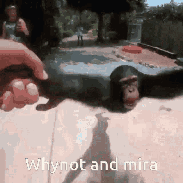 a monkey is laying on the ground with the words whynot and mira written below it