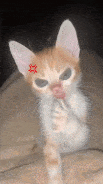 a kitten with a red angry star on its ear