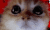 a close up of a cat 's face with a blurry background .