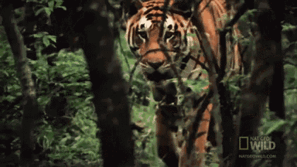 a tiger is walking through the woods with a national geographic logo on the bottom right