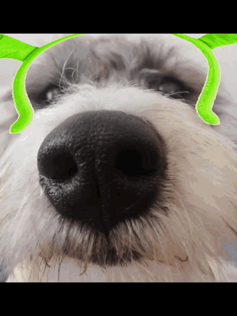 a close up of a dog 's nose with a green ribbon around it 's eyes