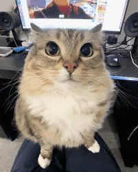 a cat is sitting on a person 's lap in front of a computer screen .