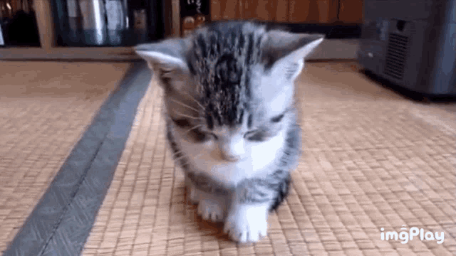 a kitten is walking on a mat on the floor .