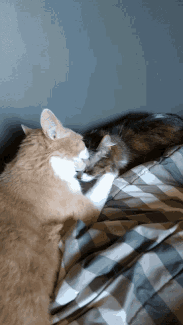 two cats are playing on a bed with a plaid comforter