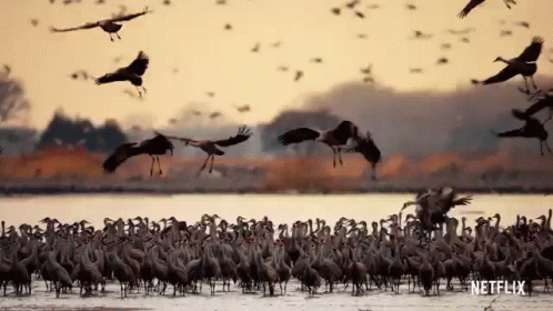 Crane David Attenborough GIF - Crane David Attenborough A Life On Our Planet GIFs