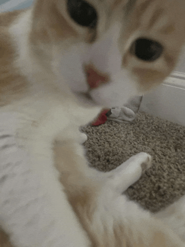 a close up of a cat playing with a toy on a carpet