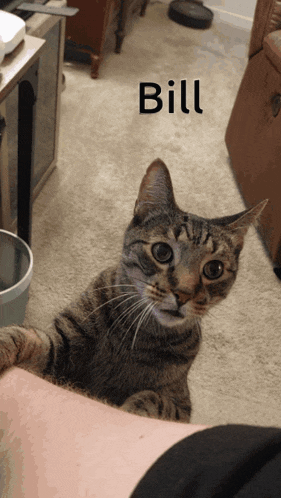 a cat sitting on a person 's leg with the name bill written on the bottom