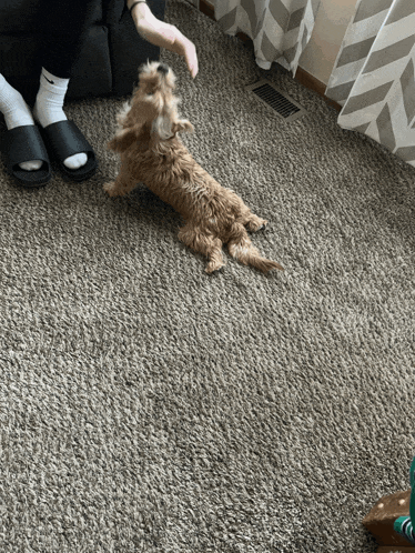a small dog is laying on the floor next to a person wearing nike socks
