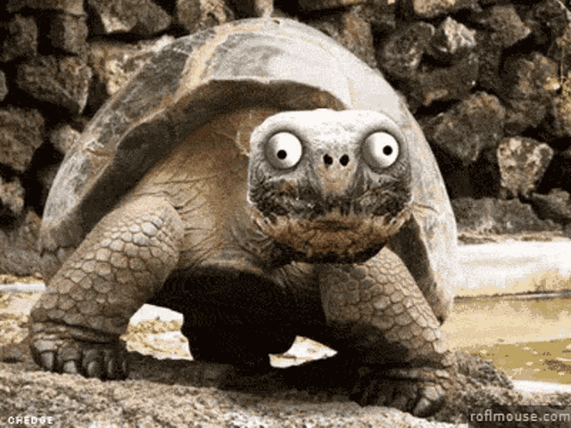 a turtle with big googly eyes is standing on a rock