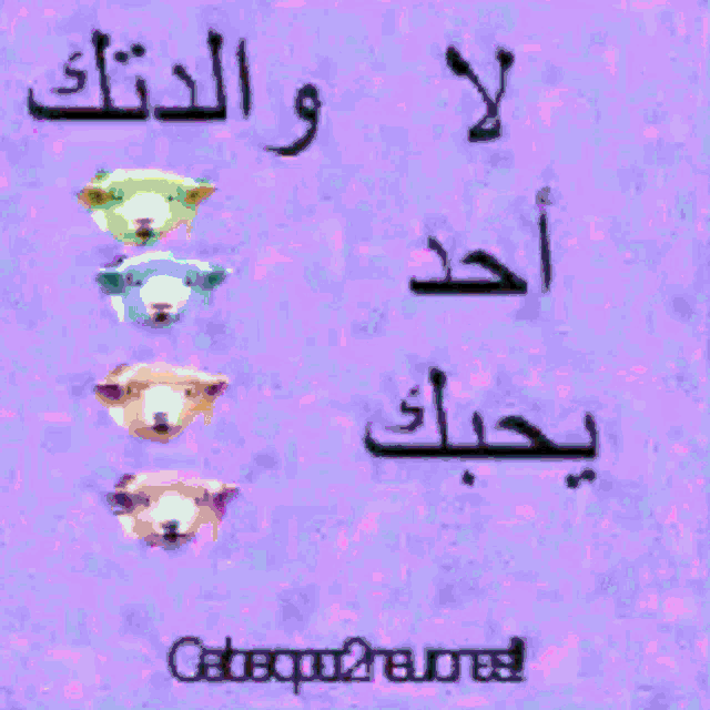 a picture of a sheep with arabic writing