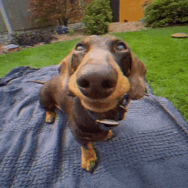 a dachshund laying on a blue blanket with its nose sticking out