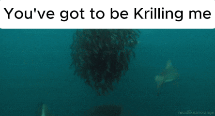 a bunch of fish are swimming in the water with the words " you 've got to be kriling me "